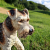 Beautifully detailed porcelain statue of a Fox Terrier.