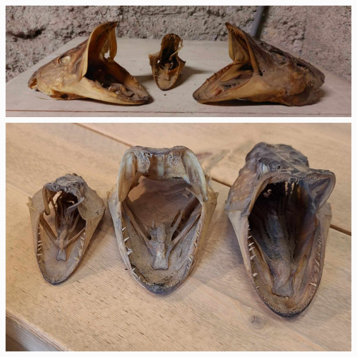 Taxidermy, 3 x snoek kop, snoekkop, opgezette vis